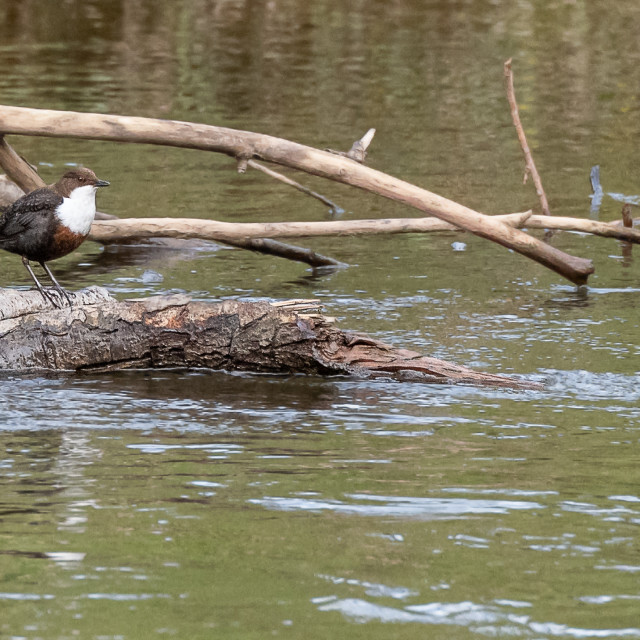 "Dipper sitting on rock in the River Till in Northumberland, England" stock image