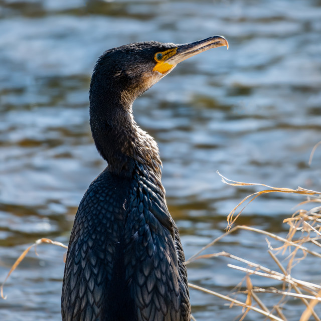 "Young cormorant on the bank of the river Teviot in Scotland" stock image