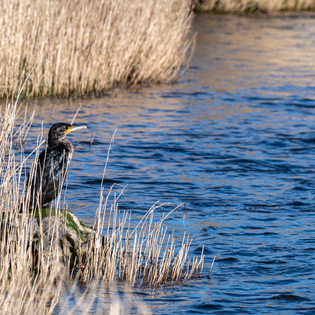 "Young cormorant on the bank of the river Teviot in Scotland" stock image