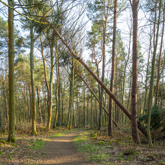 "Part fallen tree over a footpath in Natives Wood in the Scottish Borders" stock image