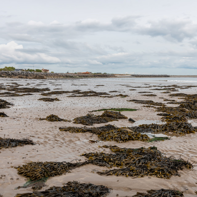 "Sea weed stranded on Rinevilla Beach in County Clare, Ireland" stock image
