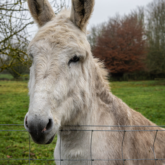 "Curious Donkey at a fence" stock image