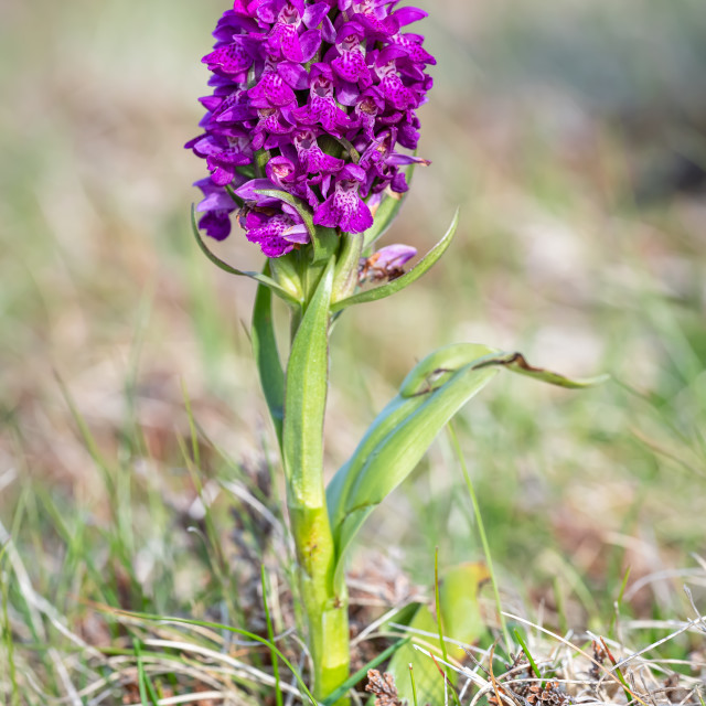 "Wild Orchid on Loophead Peninsular, County Clare Ireland" stock image