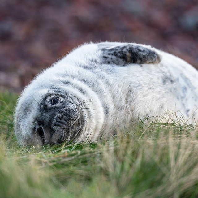 "Young Seal resting on a grass beach at St Abbs Head, Scotland" stock image