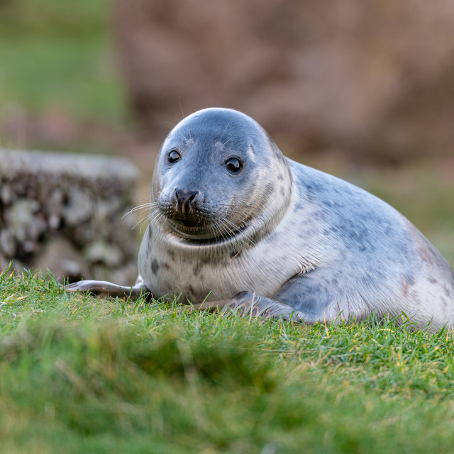 "Young Seal playing in small stream at St Abbs Head, Scotland" stock image