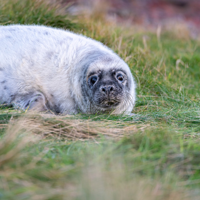 "Young Seal resting on a grass beach at St Abbs Head, Scotland" stock image