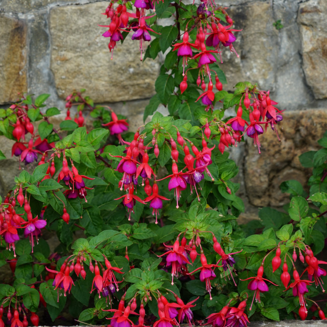 "Fuchsia" by Amit Mendelsohn - $48.79 "Fuchsia" stock image