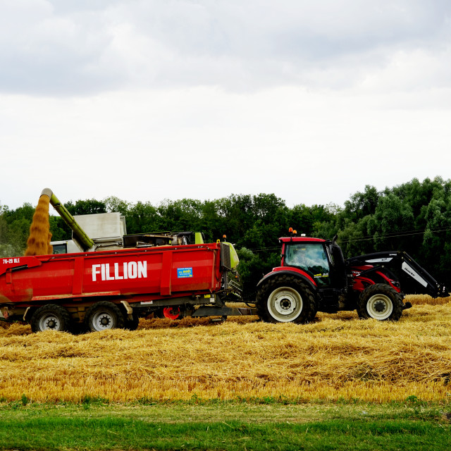 "loading the crops" by Amit Mendelsohn - $48.79 "loading the crops" stock image