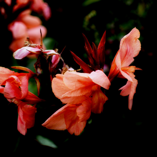 "Canna" by Amit Mendelsohn - $48.79 "Canna" stock image
