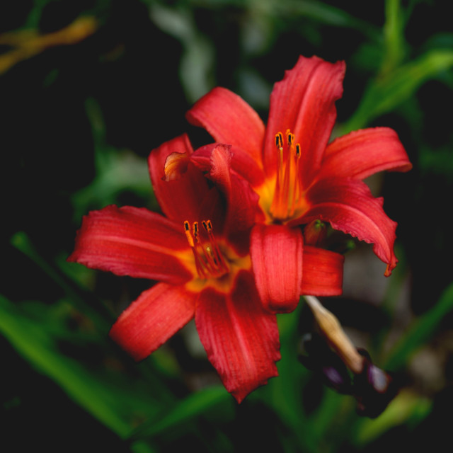 "Orange day lily" by Amit Mendelsohn - $48.79 "Orange day lily" stock image