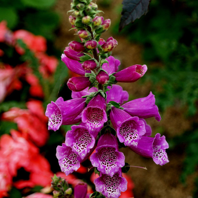 "Digitalis Purpurea" by Amit Mendelsohn - $48.79 "Digitalis Purpurea" stock image