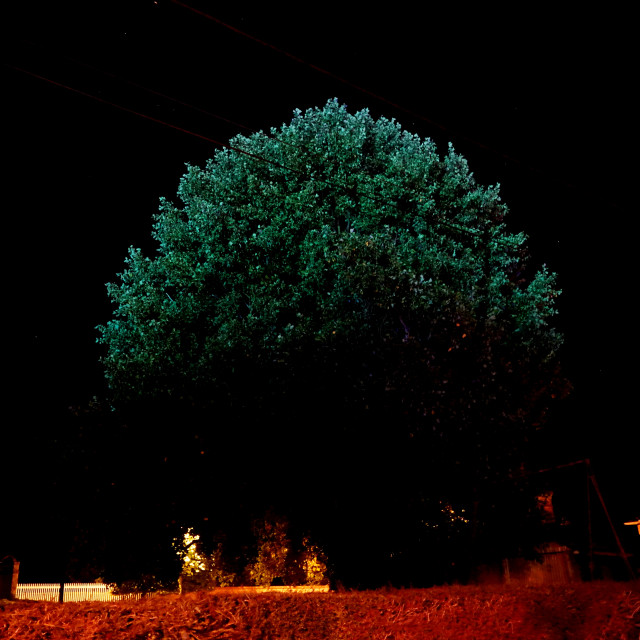 "a tree at night" by Amit Mendelsohn - $48.79 "a tree at night" stock image