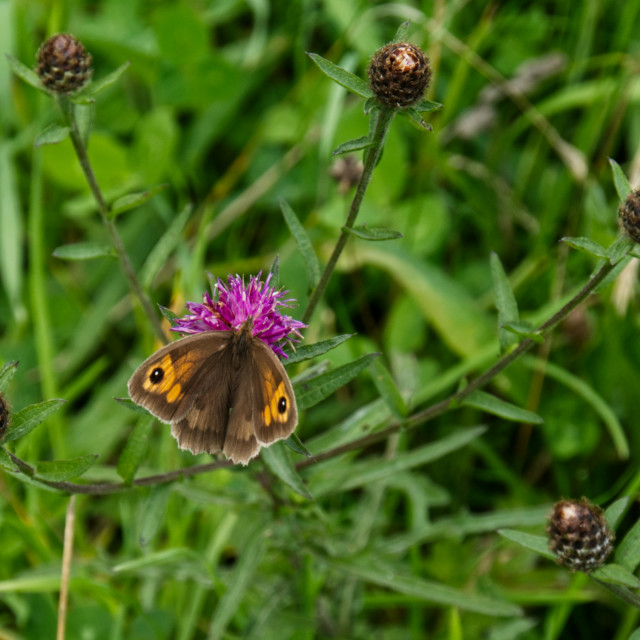 "Butterfly" stock image