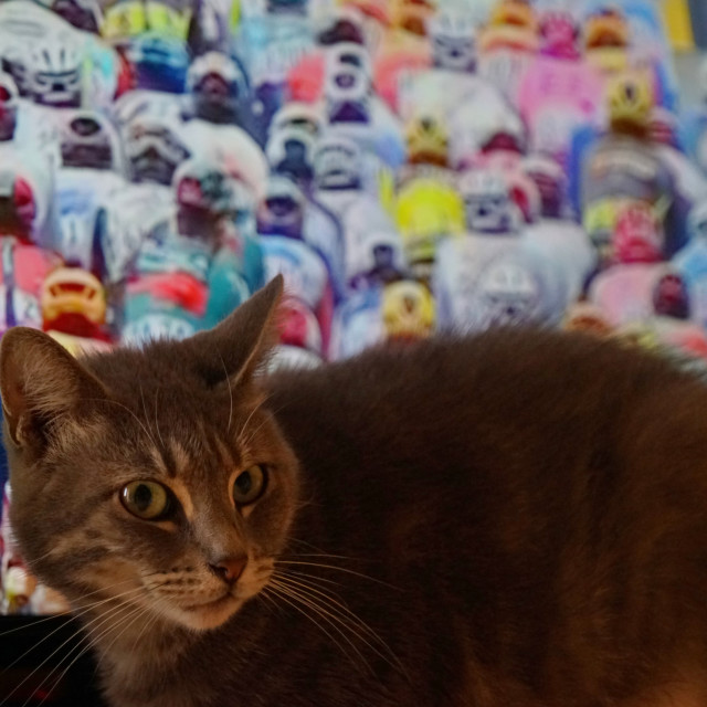 "A cat and the tour de france" by Amit Mendelsohn - $48.79 "A cat and the tour de france" stock image