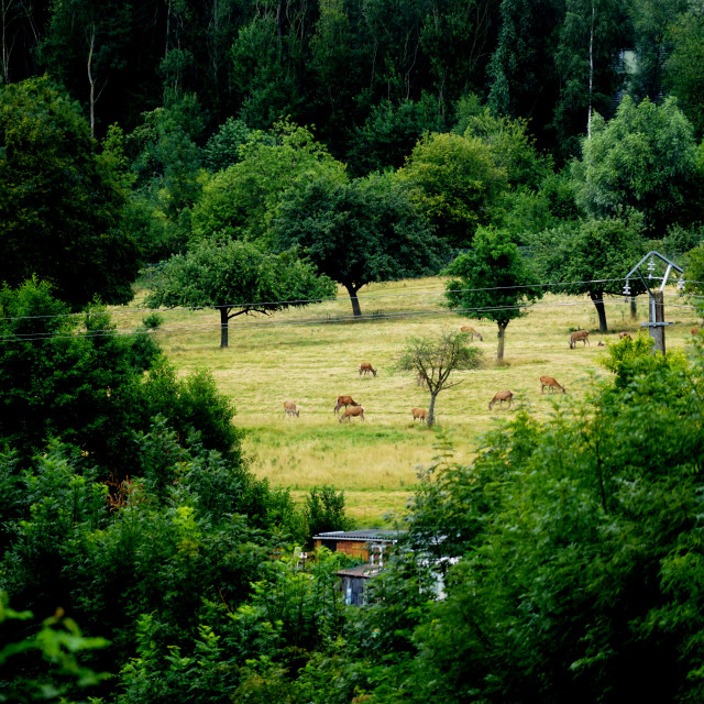 "Deer farm" by Amit Mendelsohn - $48.79 "Deer farm" stock image
