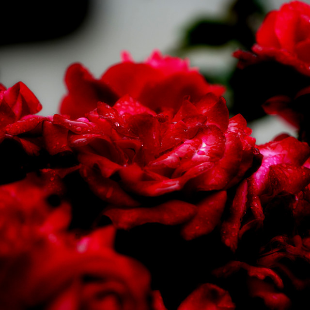 "red roses" by Amit Mendelsohn - $48.79 "red roses" stock image