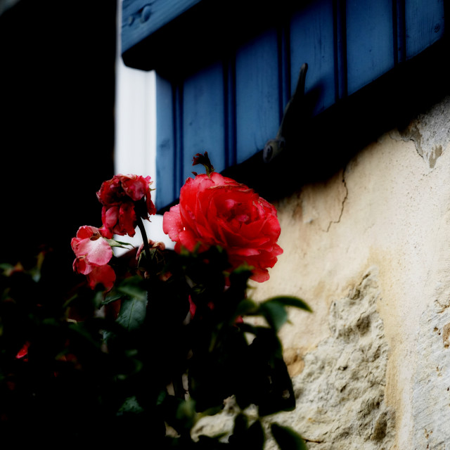"Red rose" by Amit Mendelsohn - $48.79 "Red rose" stock image