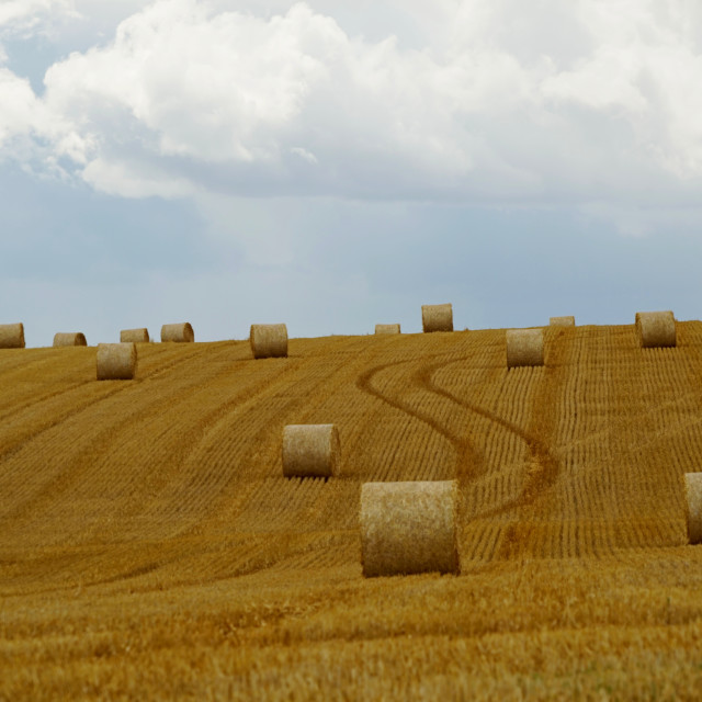 "A whit field" by Amit Mendelsohn - $48.79 "A whit field" stock image