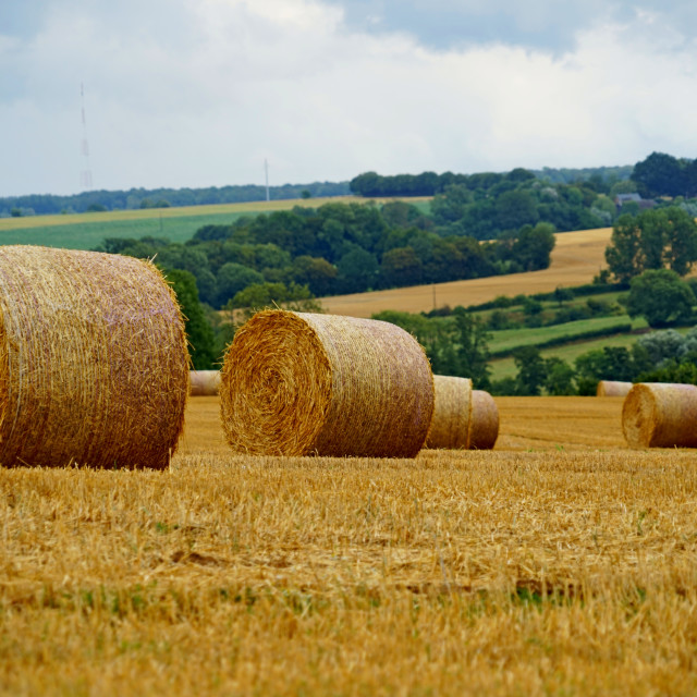 "whit field" by Amit Mendelsohn - $48.79 "whit field" stock image