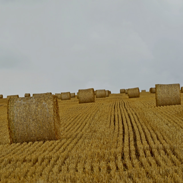 "a whit field after cropping" by Amit Mendelsohn - $48.79 "a whit field after cropping" stock image