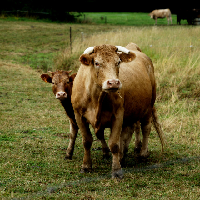 "A cow in a farm" by Amit Mendelsohn - $48.79 "A cow in a farm" stock image