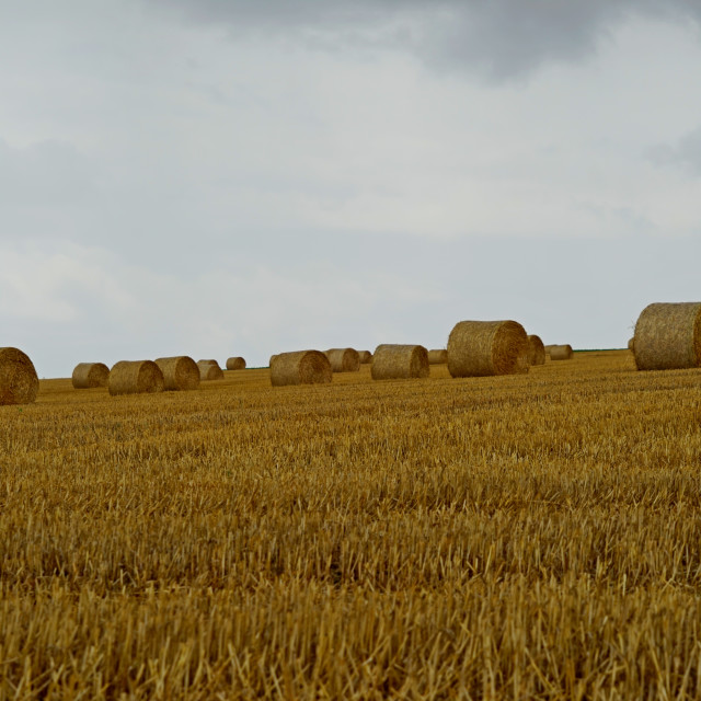 "a whit field after cropping" by Amit Mendelsohn - $48.79 "a whit field after cropping" stock image