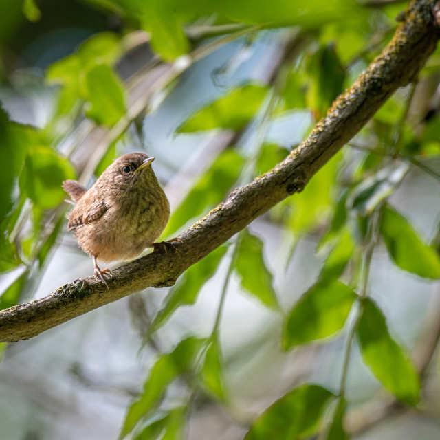 "Wren sitting in a tree in the Scottish Border, United Kingdom." stock image