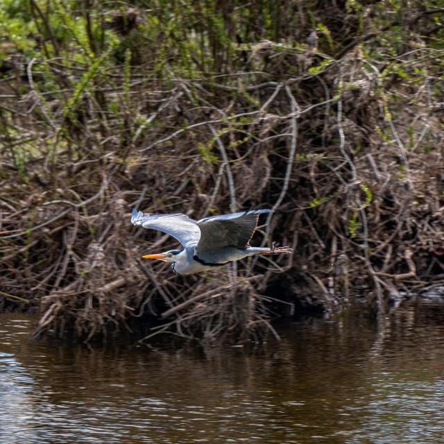 "Grey Heron in Flight over the River Teviot" stock image