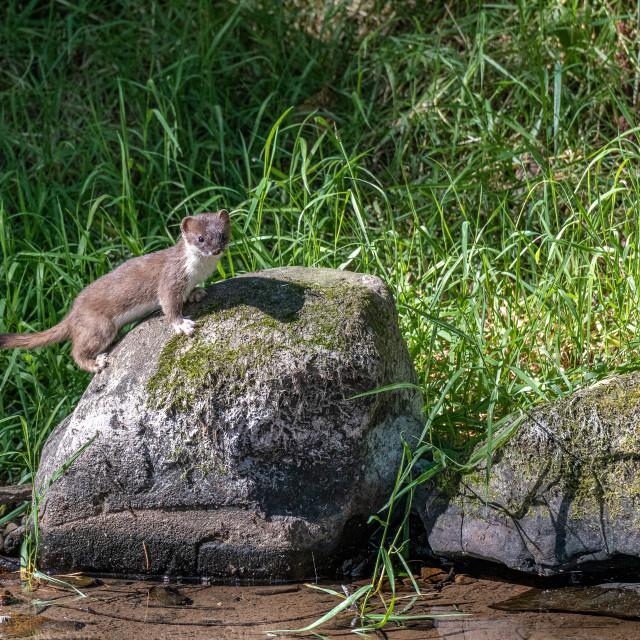 "Stoat hunting for food on the banks of the river Kale in the Scottish Borders" stock image