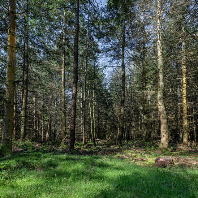 "Sunlight on the forest floor of Divet Ha Wood pine forest in the Scottish Borders, UK" stock image