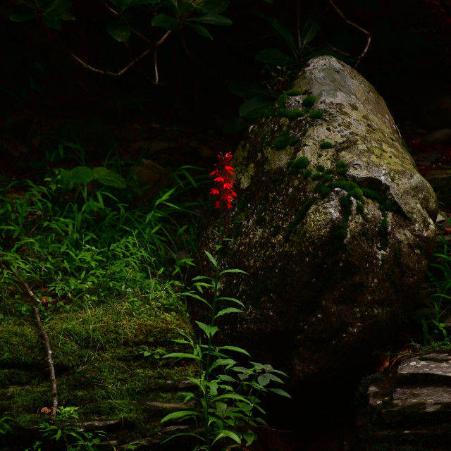 "A Burst of Red in the Mist Aug 2023" stock image