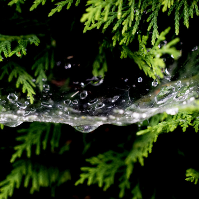 "spider web after the rain" by Amit Mendelsohn - $48.79 "spider web after the rain" stock image