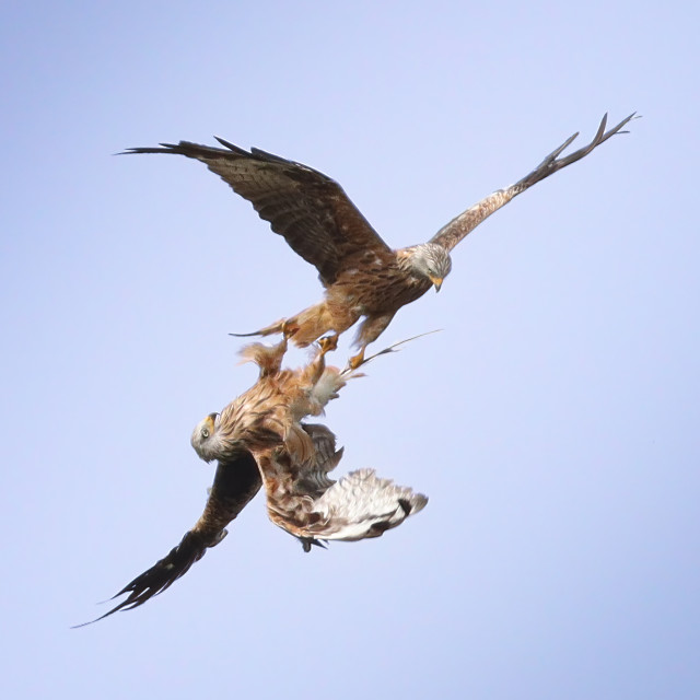 "Red Kite Tangle" stock image