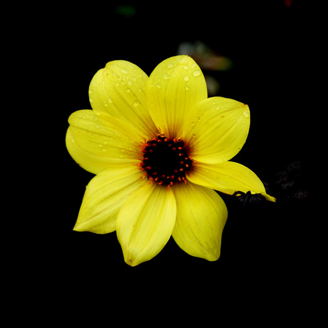 "Yellow dahlia" by Amit Mendelsohn - $48.79 "Yellow dahlia" stock image