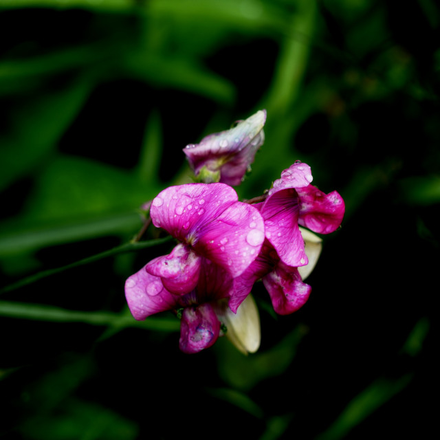 "Sweet pea" by Amit Mendelsohn - $48.79 "Sweet pea" stock image