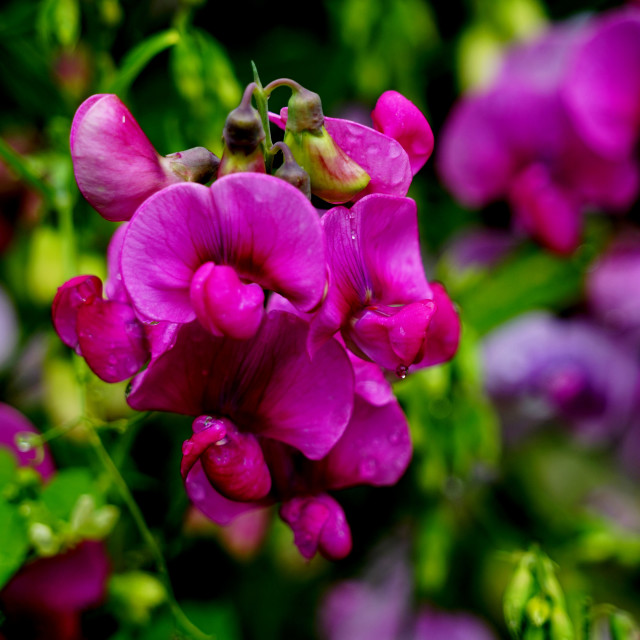 "Sweet pea" by Amit Mendelsohn - $48.79 "Sweet pea" stock image