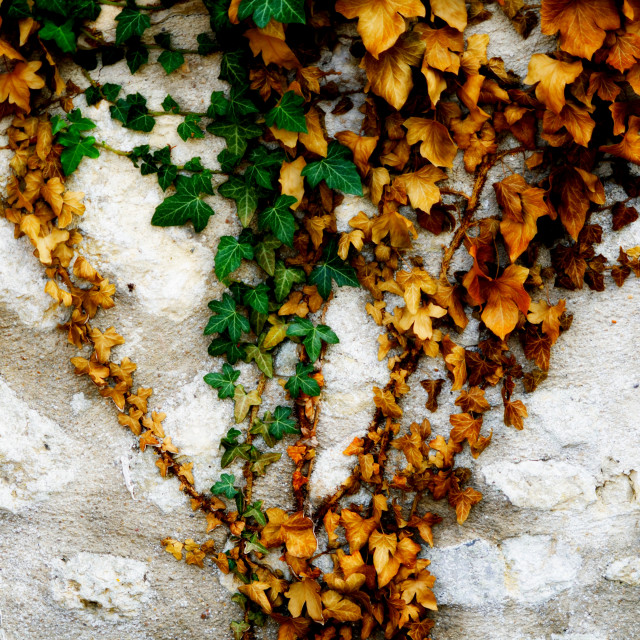 "leaves on a wall" by Amit Mendelsohn - $48.79 "leaves on a wall" stock image