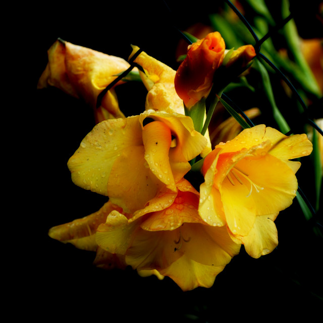 "Yellow lily" by Amit Mendelsohn - $48.79 "Yellow lily" stock image