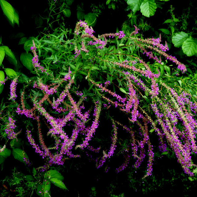 "buddleja fleurit" by Amit Mendelsohn - $48.79 "buddleja fleurit" stock image