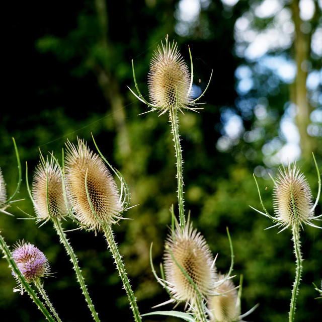 "Dipsacus laciniatus" by Amit Mendelsohn - $48.79 "Dipsacus laciniatus" stock image