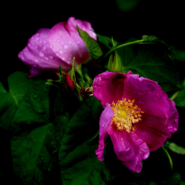 "wild rose" by Amit Mendelsohn - $48.79 "wild rose" stock image