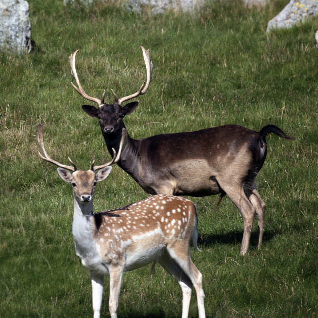 "Fallow Deer, Scottish Highlands" stock image
