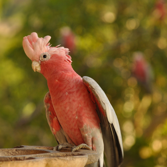 "Galah Portrait" stock image