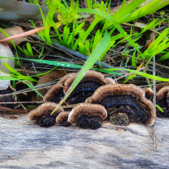 "Fungus Study" stock image