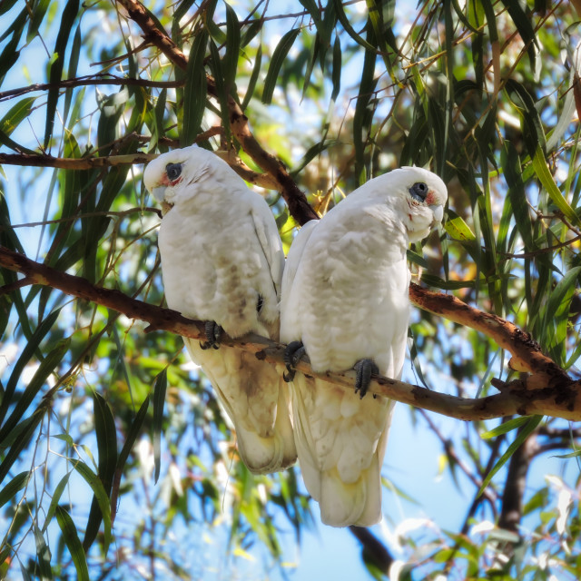 "Nesting Pair" stock image