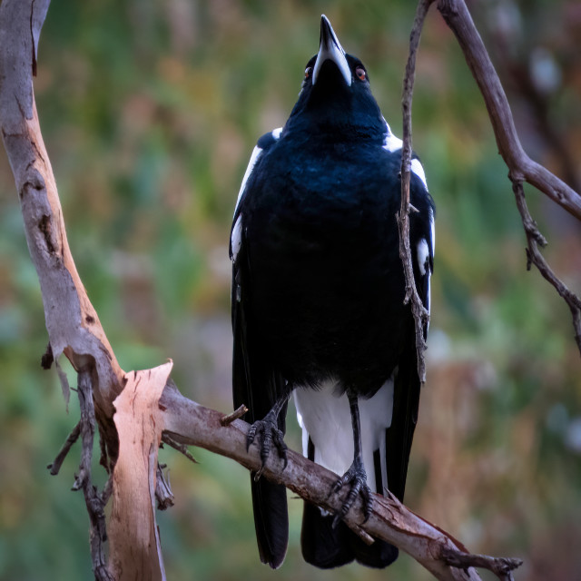 "Magpie Carolling" stock image