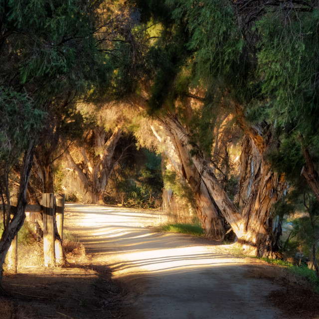 "Tree Tunnel" stock image