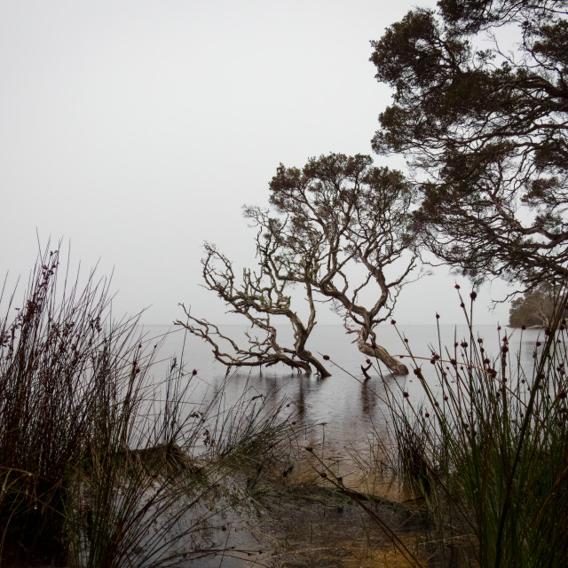 "Misty Morning at The Cove" by Sam Blight - $12.69 "Misty Morning at The Cove" stock image