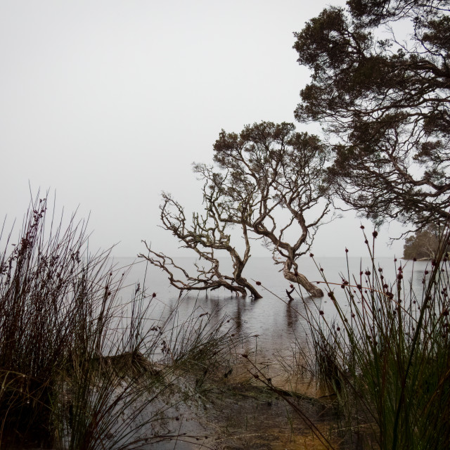 "Misty Morning at The Cove" stock image