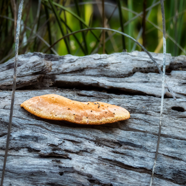 "Bright Fungus" stock image